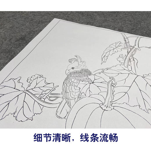 【大彩图】龚雪青工笔画白描底稿小品《南瓜鹦鹉》临摹勾线花鸟线稿XQ65 商品图4