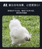 王氏正德生态散养白凤乌骨鸡，冬天搭配火锅绝配，到手整整三只，四季多，还赠送调料包 商品缩略图10
