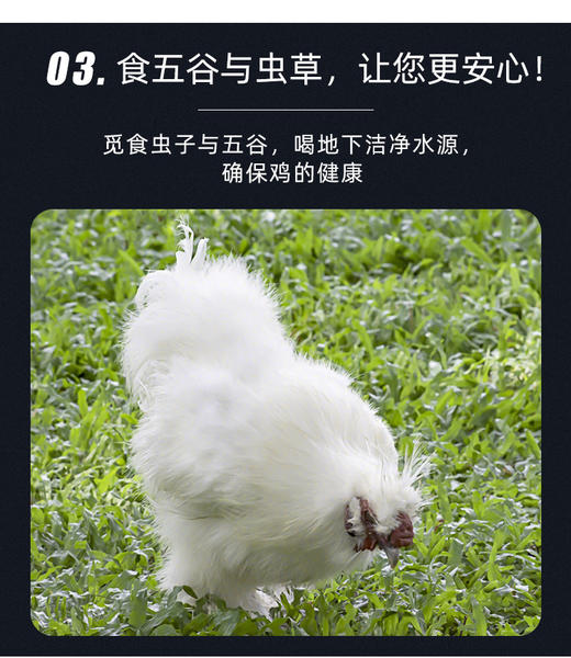 王氏正德生态散养白凤乌骨鸡，冬天搭配火锅绝配，到手整整三只，四季多，还赠送调料包 商品图10