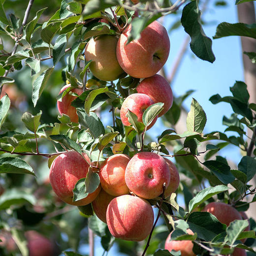 脆甜冰糖心苹果 商品图1