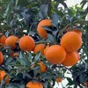 甜蜜多汁38号爱媛果冻橙/果肉香甜汁水足 商品缩略图0