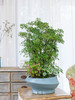 JT椭圆盆蓝-细叶福禄桐 商品缩略图0