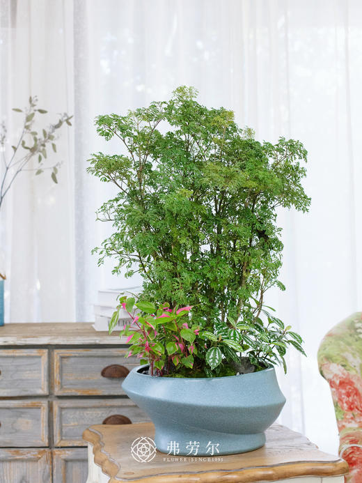 JT椭圆盆蓝-细叶福禄桐 商品图0