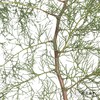 叶材 | 雪花松（绿色） 商品缩略图0