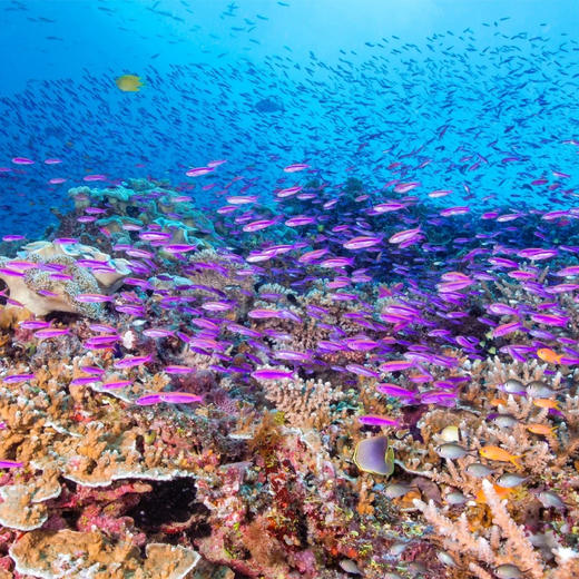 【斐济珊瑚猫】双体船出海浮潜一日游 商品图2