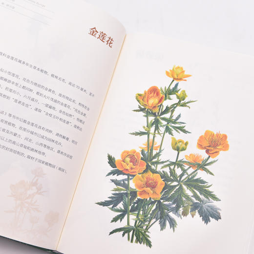 又见芳华：我们眼中的中国植物 博物画 曾孝濂常见 植物生活习性 分布 作用 商品图4