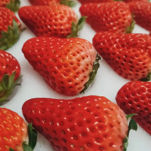 2025 丹东草莓 东港地标 蜜蜂授粉 自然成长 基地直发  顺丰发货 商品图7