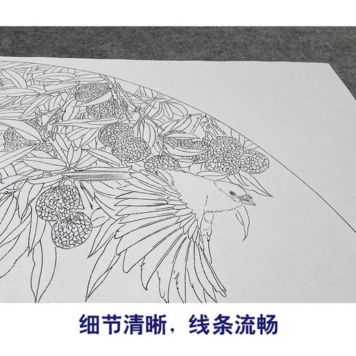 【大彩图】龚雪青工笔画白描底稿扇面小品《来禽图》荔枝临摹勾线花鸟线稿XQ21 商品图4