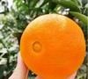 甜蜜多汁38号爱媛果冻橙/果肉香甜汁水足 商品缩略图1