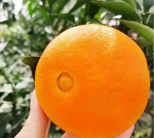 甜蜜多汁38号爱媛果冻橙/果肉香甜汁水足 商品图1