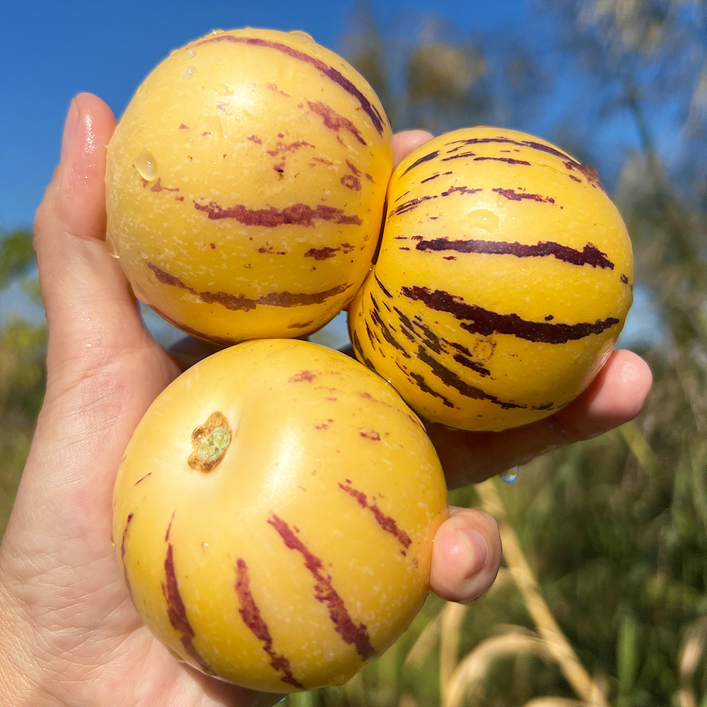 『攀枝花树上熟人参果』清甜水润，柔滑细腻，奶油香、蜜瓜香交织，水果中的“灌汤包”
