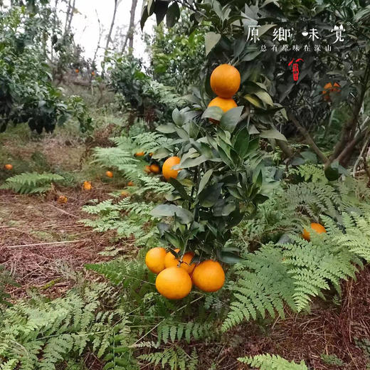 生态爱媛果冻橙（基地直发-顺丰包邮）| 5斤/箱，来自眉山丹棱，生产者：刘德平【合作生产，公平贸易】】 商品图5