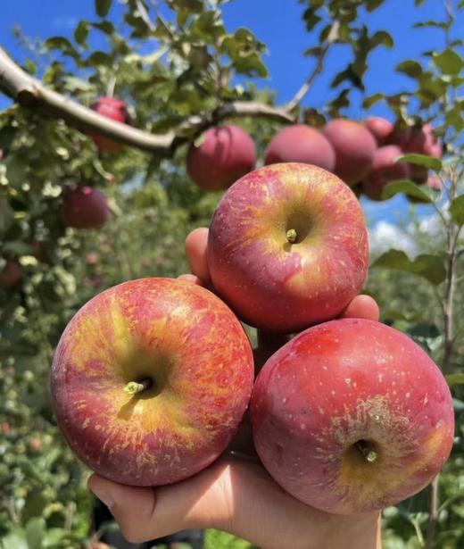 云南丑苹果（70-79果，12-15枚）5斤装 商品图0