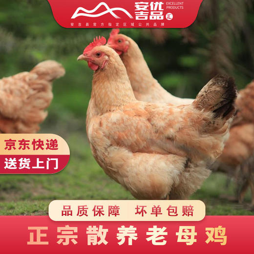 安吉竹鲜鸡（两年老母鸡） 商品图4