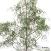 叶材 | 雪花松（绿色） 商品缩略图5