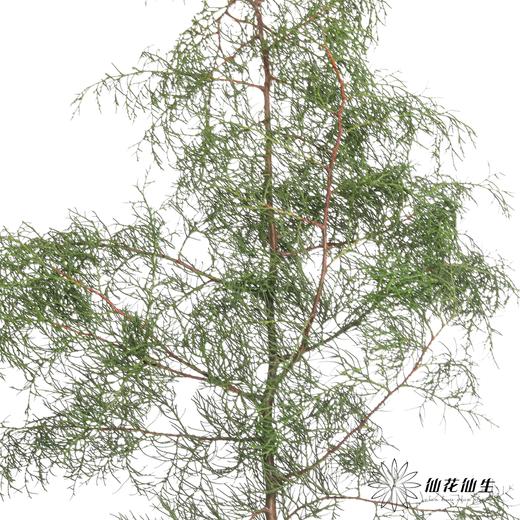 叶材 | 雪花松（绿色） 商品图5