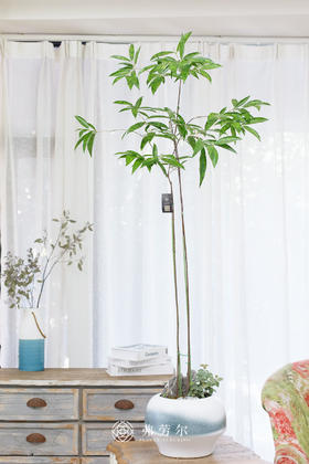 JT蓝白盆星点木