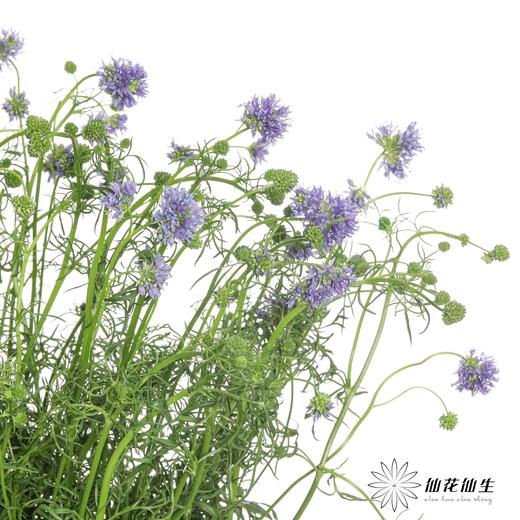 配花 | 蓝针顶 商品图3