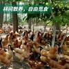 百食轩 安徽大别山金凤老母鸡2只 彩袋彩箱装 商品缩略图2