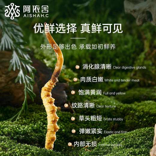 阿依舍甄选冬虫夏草鲜虫草 商品图1
