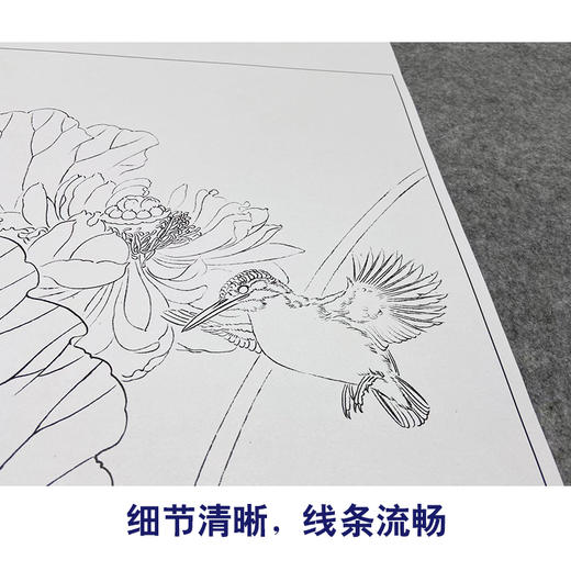 【大彩图】龚雪青工笔画白描底稿斗方小品《荷花翠鸟》临摹勾线花鸟线稿XQ24 商品图4