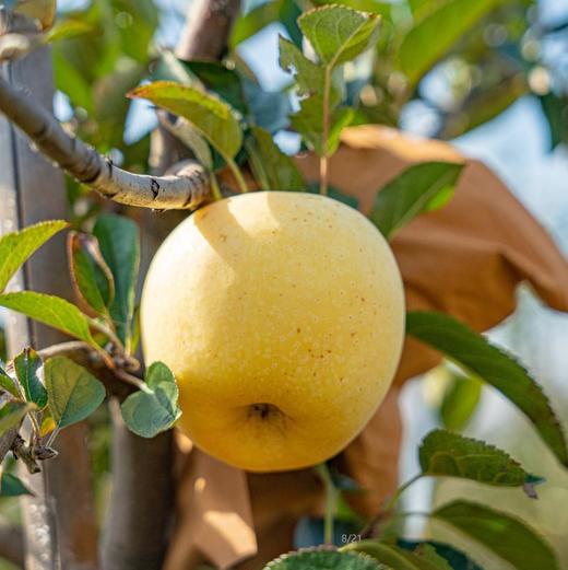 黄金维纳斯苹果 商品图2