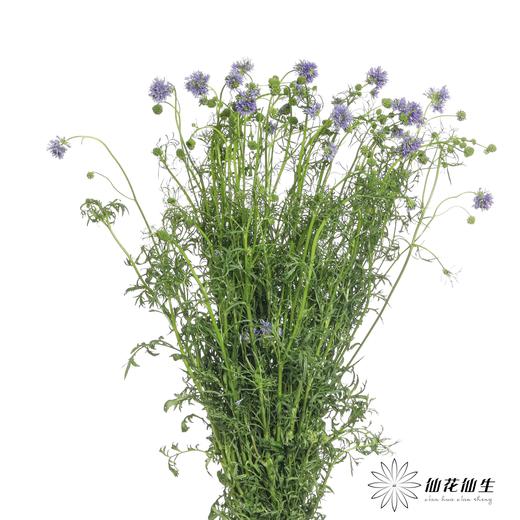 配花 | 蓝针顶 商品图1