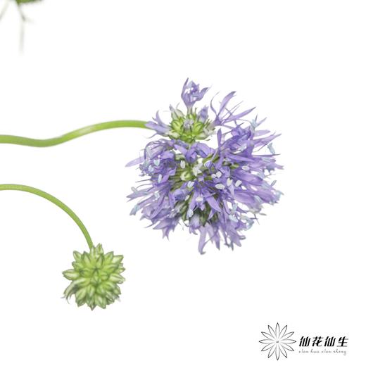 配花 | 蓝针顶 商品图0