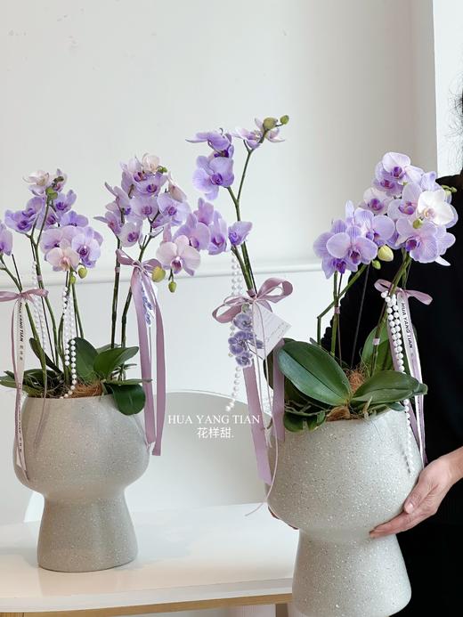 [ 冬日浪漫 ] 蝴蝶兰 · 电镀瓶瓶花 商品图1