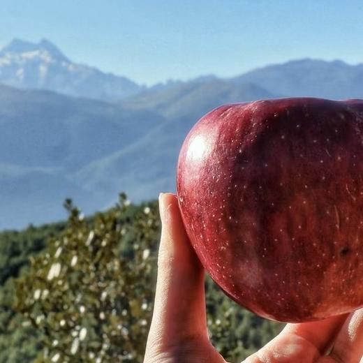 哈巴庄园富士苹果 商品图2