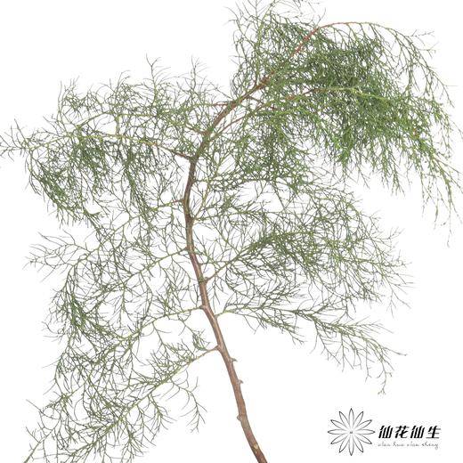 叶材 | 雪花松（绿色） 商品图2