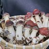 赤松茸 3斤装 林下鲜味 新鲜直达 现摘现发 健康营养 吃法多样 生态生长环境 科学种植 不催熟不打药 商品缩略图3