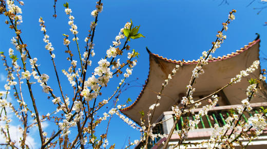 1月5日 从化·邂逅流溪河香雪梅花 一天 商品图0