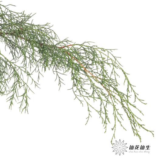 叶材 | 雪花松（绿色） 商品图3