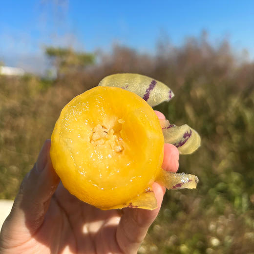 『攀枝花树上熟人参果』清甜水润，柔滑细腻，奶油香、蜜瓜香交织，水果中的“灌汤包” 商品图3