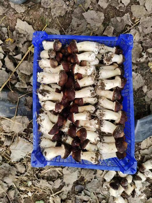 赤松茸 3斤装 林下鲜味 新鲜直达 现摘现发 健康营养 吃法多样 生态生长环境 科学种植 不催熟不打药 商品图6