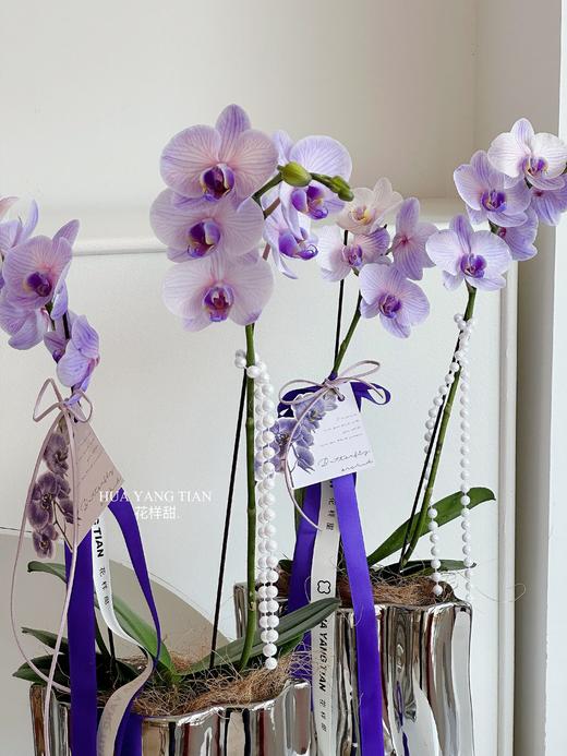 [ 冬日浪漫 ] 蝴蝶兰 · 电镀瓶瓶花 商品图4