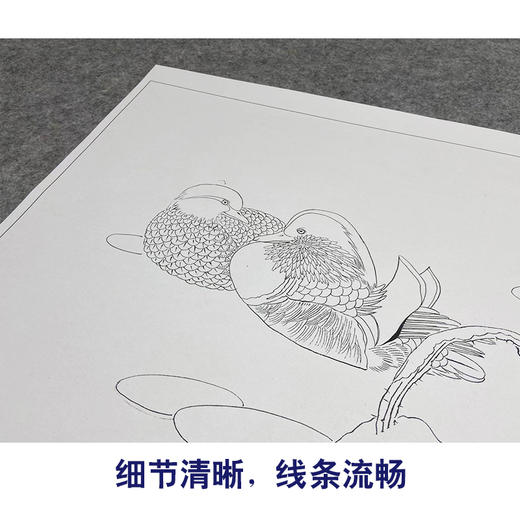 【大彩图】龚雪青工笔画白描底稿斗方小品《鸳鸯》临摹勾线花鸟线稿XQ57 商品图4