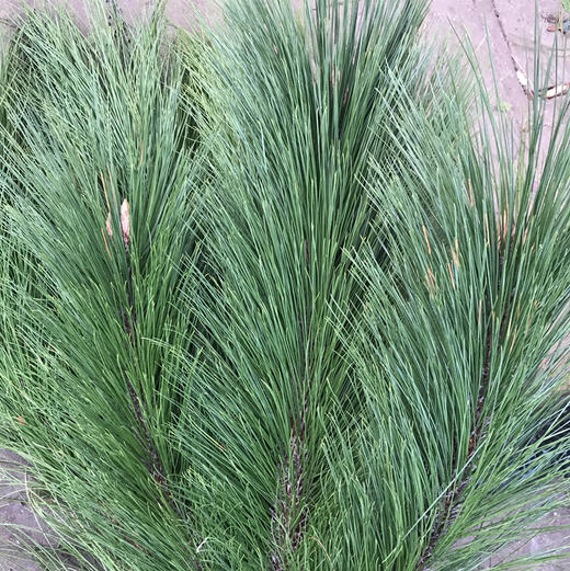 马尾松（1颗） 商品图1