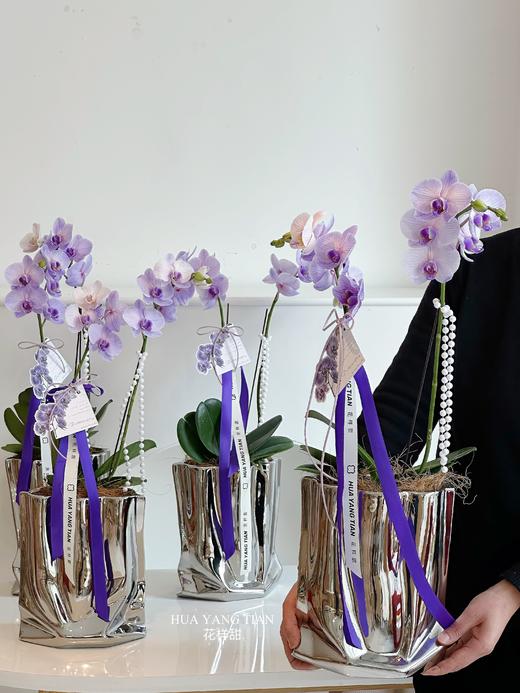 [ 冬日浪漫 ] 蝴蝶兰 · 电镀瓶瓶花 商品图2