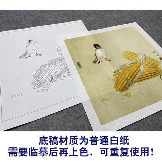 【大彩图】龚雪青工笔画白描底稿斗方小品《玉米小鸟》临摹勾线花鸟线稿XQ29 商品图3