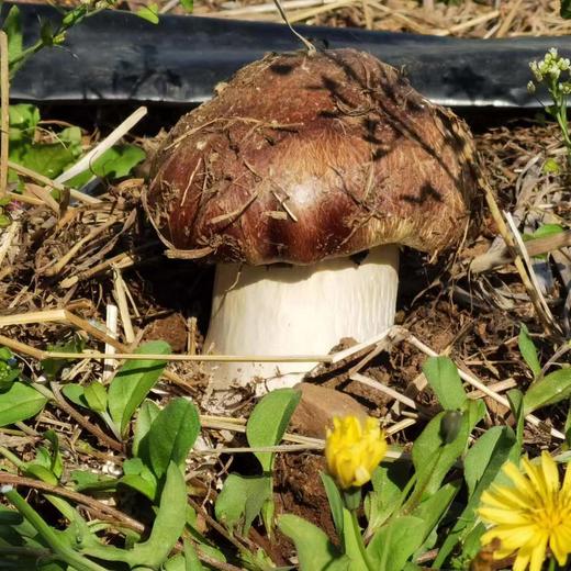 赤松茸 3斤装 林下鲜味 新鲜直达 现摘现发 健康营养 吃法多样 生态生长环境 科学种植 不催熟不打药 商品图1