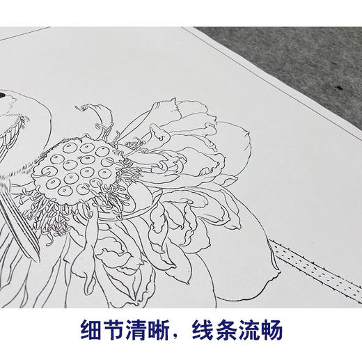 【大彩图】龚雪青工笔画白描底稿《独愁不惜花》荷花临摹勾线花鸟线稿XQ48 商品图4