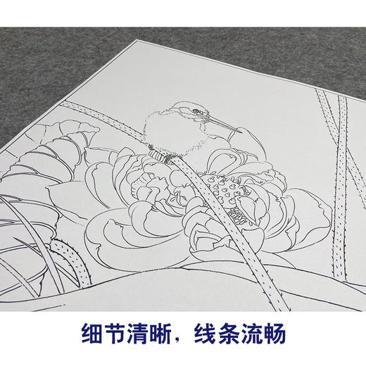 【大彩图】龚雪青工笔画白描底稿《翠鸟荷花》临摹勾线花鸟线稿XQ49 商品图4