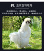 王氏正德生态散养白凤乌骨鸡，冬天搭配火锅绝配，到手整整三只，四季多，还赠送调料包 商品缩略图7