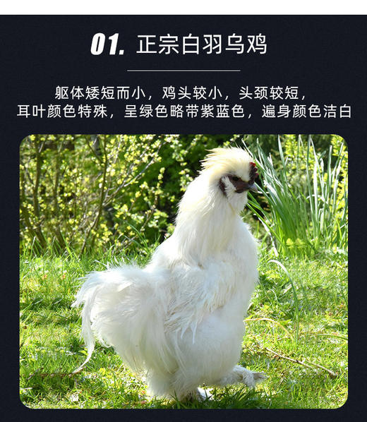 王氏正德生态散养白凤乌骨鸡，冬天搭配火锅绝配，到手整整三只，四季多，还赠送调料包 商品图7