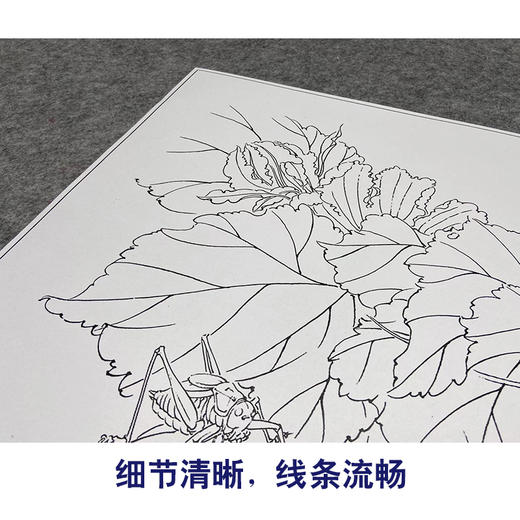 【大彩图】龚雪青工笔画白描底稿《瓜园小趣》南瓜临摹勾线花鸟线稿XQ50 商品图4