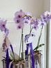 [ 冬日浪漫 ] 蝴蝶兰 · 电镀瓶瓶花 商品缩略图3