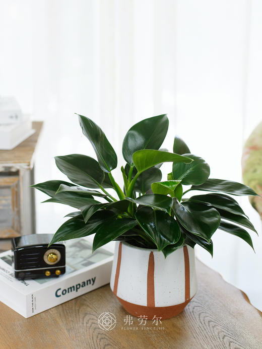 JT竖纹盆-绿公主 商品图0