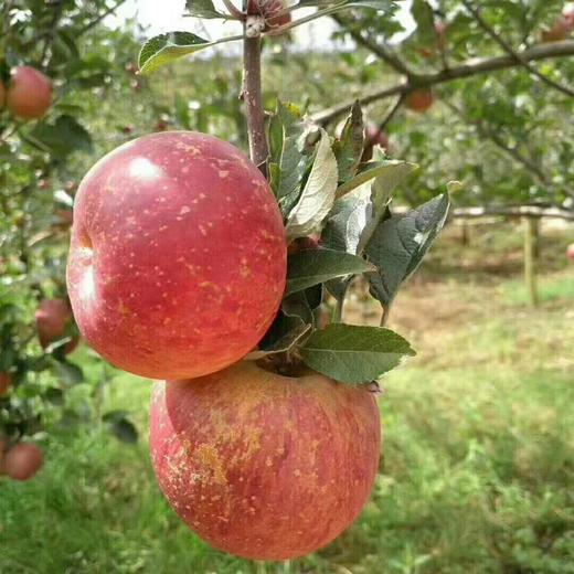 云南昭通丑苹果 商品图4